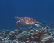 Green turtle swimming in the blue, Dhonfanu, Baa Atoll, Maldives. Image.