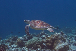 Raffa, green turtle, adopted for Ethan by Lindsay Dearden Green turtle swimming in the blue, Dhonfanu, Baa Atoll, Maldives. Image.