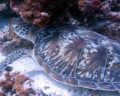 Green turtle resting on the reef, Dhonfanu, Baa Atoll, Maldives. Image.