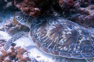 Louma, green turtle, adopted Green turtle resting on the reef, Dhonfanu, Baa Atoll, Maldives. Image.
