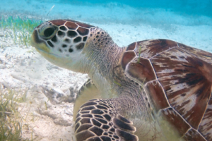 Anni, green turtle, adopted for Lee Adopted green turtle, Maldives