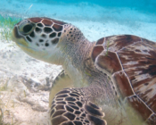 Adopted green turtle, Maldives