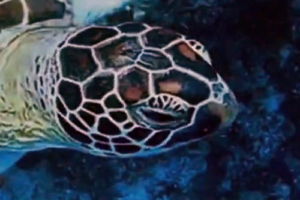Nevan, green turtle, adopted by Markus Green turtle, head only, Dhonfanu, Baa atoll, Maldives. Image.