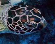 Green turtle, head only, Dhonfanu, Baa atoll, Maldives. Image.