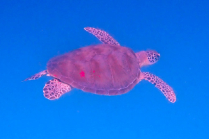 Qalab, green turtle, adopted by Daniel Hughes Green turtle swimming in the blue, Dhuni Kolhu House Reef, Baa Atoll, Maldives. Image.