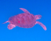 Green turtle swimming in the blue, Dhuni Kolhu House Reef, Baa Atoll, Maldives. Image.