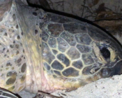 Green turtle, nesting at night on Soneva Fushi island, Baa atoll, Maldives. Image.