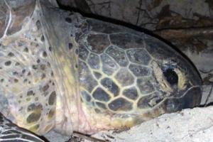 Coconut, green turtle, adopted by Caidee Salmond (The Aqua Trust) Green turtle, nesting at night on Soneva Fushi island, Baa atoll, Maldives. Image.