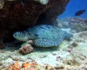Green turtle resting under an overhang, Vilingili Beyru, Baa Atoll, Maldives. Image.