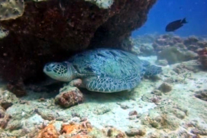 Bamm Bamm, green turtle, adopted by Melissa Green turtle resting under an overhang, Vilingili Beyru, Baa Atoll, Maldives. Image.