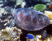 Green turtle resting on the reef, Hannubey Gaa, Baa Atoll, Maldives. Image.