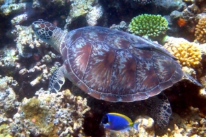 Maranja, green turtle, adopted by Marlen Green turtle resting on the reef, Hannubey Gaa, Baa Atoll, Maldives. Image.