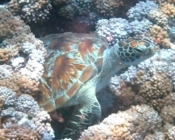 Green turtle resting amongst the corals, Hannubey Gaa, Baa Atoll, Maldives. Image.