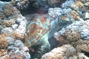 Floaty, green turtle, adopted by
Anne Macaluso for Vincent Green turtle resting amongst the corals, Hannubey Gaa, Baa Atoll, Maldives. Image.