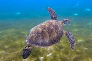 Hope, green, adopted by Daniela Quick. Adopted green turtle, Maldives