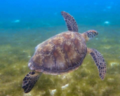 Adopted green turtle, Maldives