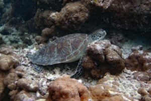 Gelato Efecan Kolendo, green, adopted for Ola. Adopted green turtle. Maldives