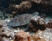 Adopted green turtle. Maldives