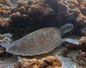 Adopted green turtle, Maldives.