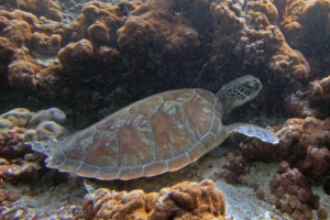 Sera, green, adopted for Sera. Adopted green turtle, Maldives.