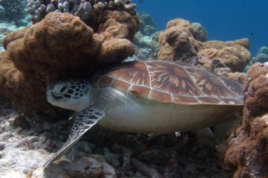25-Jaqui, green, adopted for Jaqueline. Adopted green turtle, maldives.