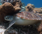 Adopted green turtle, maldives.