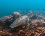 Adopted green turtle, Maldives. Image