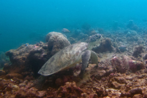 Marmat, adopted for Martin Adopted green turtle, Maldives. Image