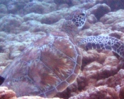 Green turtle, Dhonfanu, Baa Atoll, Maldives. Image.