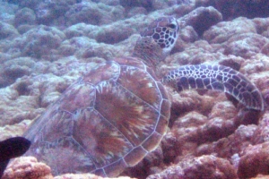 Pebbles, green turtle, adopted by Melissa Green turtle, Dhonfanu, Baa Atoll, Maldives. Image.