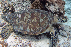 Jay Boy, green, adopted by Anita. Adopted turtle in the Maldives. Image