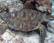 Adopted turtle in the Maldives. Image