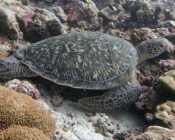Adopted turtle in the Maldives. Image
