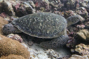 Shelly, green, adopted for Archie. Adopted turtle in the Maldives. Image
