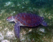 Adopted turtle in the Maldives. Image