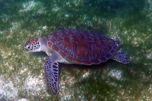 Princess Lea M J, green turtle, adopted for Lea. Adopted turtle in the Maldives. Image