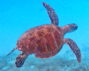 Adopted turtle in the Maldives. Image