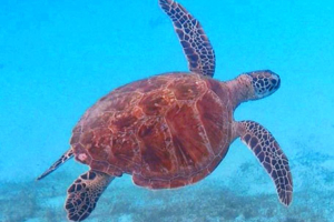 Raymond Locky, green, adopted by Amanda Lockwood. Adopted turtle in the Maldives. Image