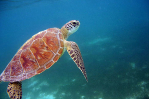 Coco, green turtle, adopted for Constantin Stadlhuber by The Family Project Green turtle swimming over seasgrass, Dhunikolhu, Baa atoll, Maldives. Image.