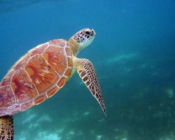 Green turtle swimming over seasgrass, Dhunikolhu, Baa atoll, Maldives. Image.