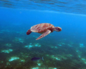 Green turtle swimming above seagrass, Dhunikolhu, Baa atoll, Maldives. Image.