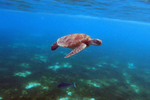 Squirt, green turtle, adopted for Daniel Green turtle swimming above seagrass, Dhunikolhu, Baa atoll, Maldives. Image.
