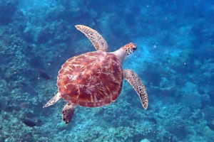 Agnieszka, green turtle, adopted for Agnieszka Green turtle swimming above a reef, Muthaafushi, Baa Atoll, Maldives. Image.