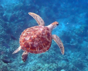 Green turtle swimming above a reef, Muthaafushi, Baa Atoll, Maldives. Image.