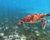 Green turtle swimming in a seagrass lagoon, Dhuni Kolhu house reef, Baa atoll, Maldives. Image.
