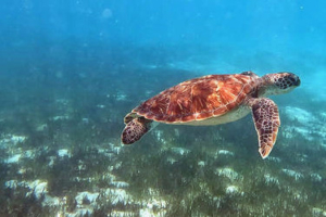 Salley, green turtle, adopted for Salley Green turtle swimming in a seagrass lagoon, Dhuni Kolhu house reef, Baa atoll, Maldives. Image.