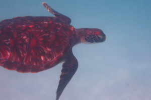 Dr. Mullet, green turtle, adopted for $TRTL Green turtle swimming over sandy lagoon, Dhuni Kolhu House Reef, Baa atoll, Maldives. Image.