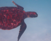 Green turtle swimming over sandy lagoon, Dhuni Kolhu House Reef, Baa atoll, Maldives. Image.