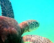 Green turtle swimming away, Dhuni Kolhu House Reef, Baa Atoll, Maldives. Image.