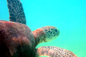 Lena-Kristin, green turtle, adopted by Christine Green turtle swimming away, Dhuni Kolhu House Reef, Baa Atoll, Maldives. Image.